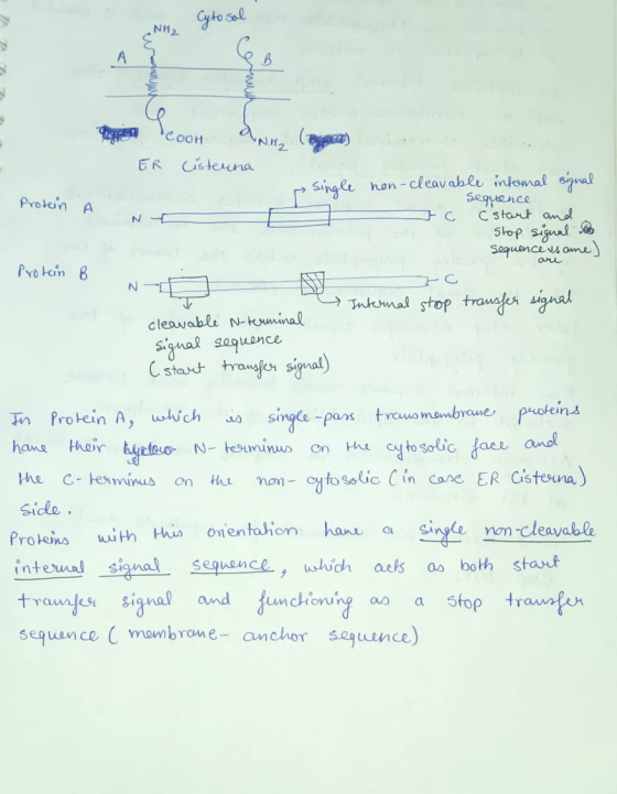 Cyto sol wih ) CooH aNH, (B ER Cisterna Protein I Ne t on-cleavable internal - Sequence C C start and a Stop signal to sequen
