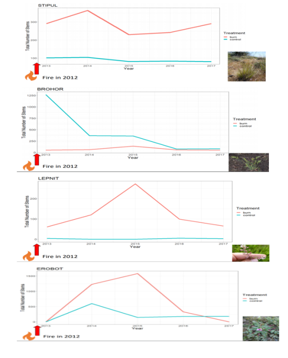 Total Number of Stems Fire in 2012 BROHOR 1250 Treatment Total Number of Stems Fire in 2012 LEPNIT 200 Total Number of Stems