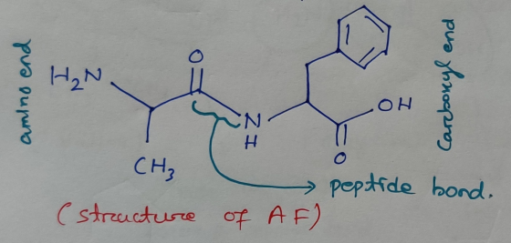 OHO CH2 peptide bond. Cstreacture of AF) amlno end ZH Carcboxyl end