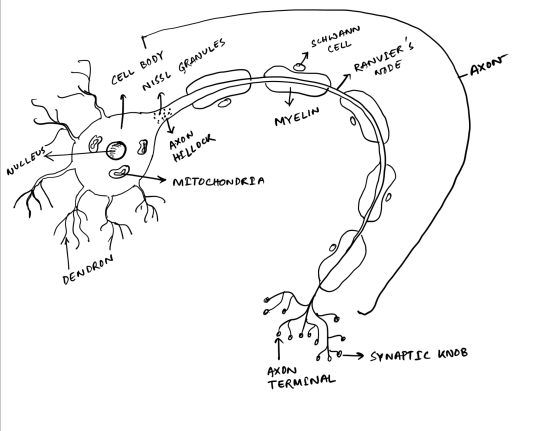 SCHWANN CELL GRANULES CELL BODY RANVIERS NODE -AXON CELL Boy GRANULES NISSL 1. I S MYELIN Axon HILLOCK UL → MITOCHONDRIA DEN