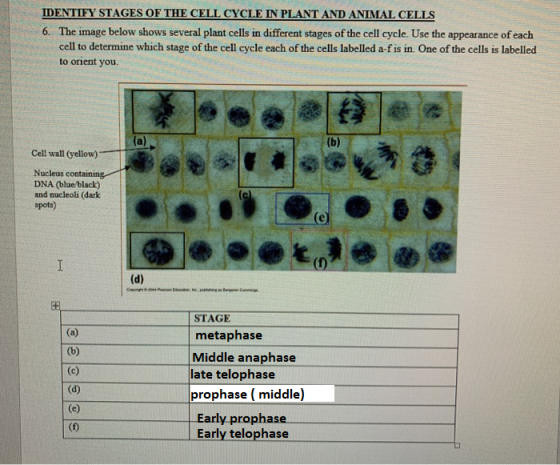 DENTIFY STAGES OF THE CELL CYCLE IN PLANT AND ANIMAL CELLS 6. The image below shows several plant cells in different stages o