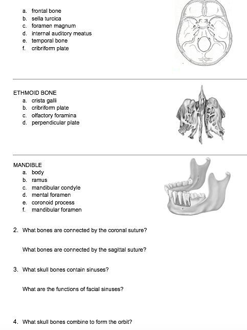 ETHMOID BONE crista galli cribriform plate olfa