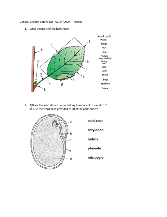 General Biology-Botany Lab 03/24/2020 Name: 1. Label the parts of the leaf shown word bank Petiole Margin Vein Stem Cuticle (