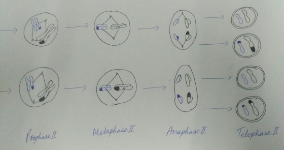 Metaphase II Anaphase II Telophase I Prophase II