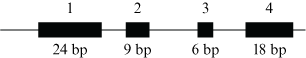 24 bp 9 bp 6 bp 18 bp