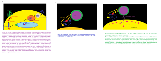 2 SARS COV-2 T-cell viral nucleic acid granenzyme and perforins secretory vesicle CD8 receptor TCR golgi apparatus viral prot