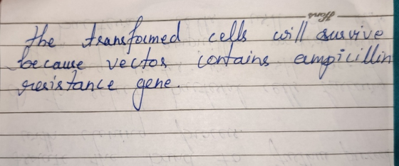 roll- the transformed because vectos resistance gene. cells will survive contains campicillin