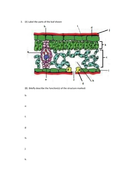 3. (A) Label the parts of the leaf shown 8 (B). Briefly describe the function(s) of the structure marked: