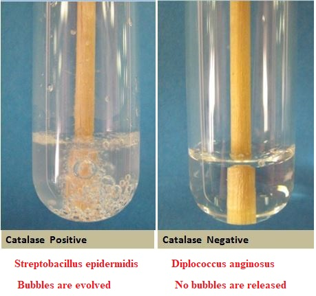 Catalase Positive Catalase Negative Streptobacillus epidermidis Bubbles are evolved Diplococcus anginosus No bubbles are rele