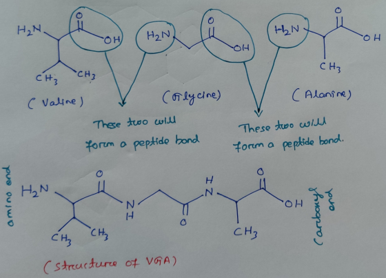 H2N o H OH CH3 CH3 CH3 CAlanine) Calycine) C Valine) These two uwil These two i forem a peptide bond form a peptide hond. H27
