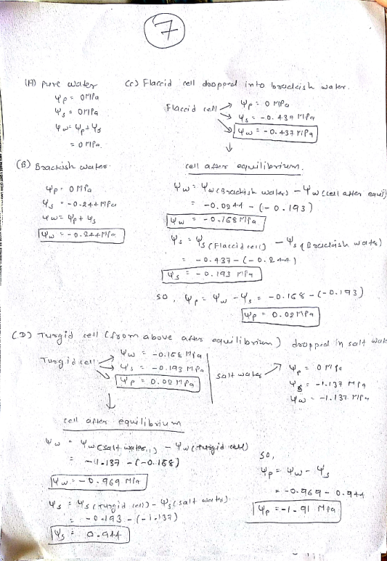(o) Flaccid cell doopped into boradesh water. (A) pure water Фе: orifa 4 oripa 4 w = 4 p+ Ys = 0 MPa. Yp 0 MP Flaccid cell Yw