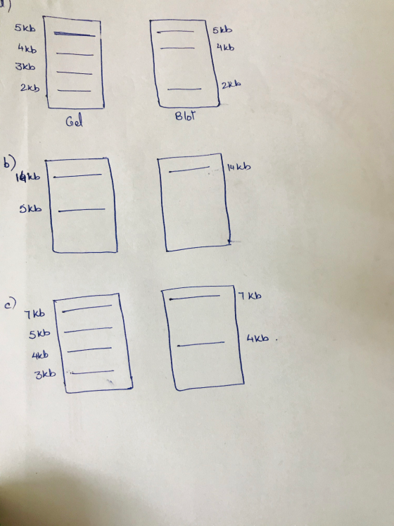 5kЬ 5 4ць 4 kb Зkb 2 ) 2Kb Gel Blot 1 14kb 16 kb Skb 1КР 7k SkЬ 4kb. 4 ) Зkb