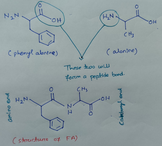 OH HO C Hz Cphenyt alontne) ( alanine) These tuwo will fortm a peptide bond. CHs H27 OH structure of FA) amino end 21 Cabebon