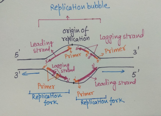 Replication bubble отіази оf Leading replication Lagging strand 00 strand Primer leading strand Primer Pomer Replication fork