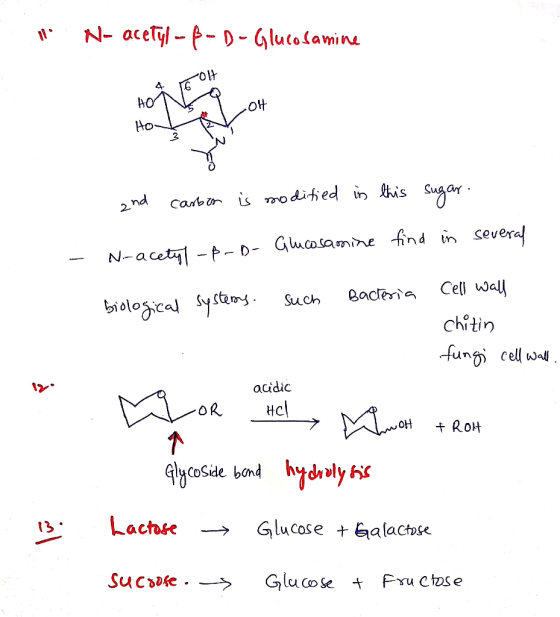 11. N-acetyl-ß-D-Glucosamine Hooolt and carbon is modified in this sugar. find in several Glucosamine - N-acety -P-D- biologi