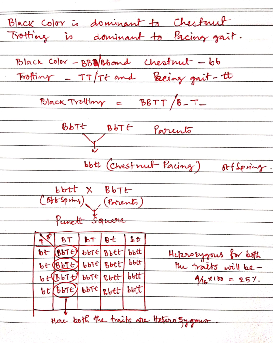 Black color is Trotting is dominant to dominant to Chestnut facing gait. Black color - BB8/Bband Trotting - TT/Tt and Black T