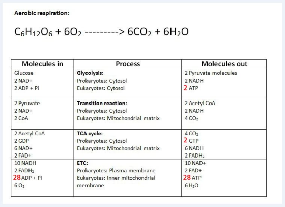 Aerobic respiration: C6H1206 +602 ---------> 6CO2 + 6H20 Molecules in Glucose 2 NAD+ 2 ADP + Pi Process Glycolysis: Prokaryot