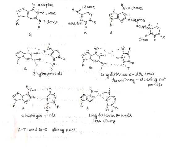 :o: acceptor ch donor -H donor 7-4: z; Ndonor accepton p T R y acceptor accendo: acceptony 1 ! donor ő oz. w -io N u NW=lnt.