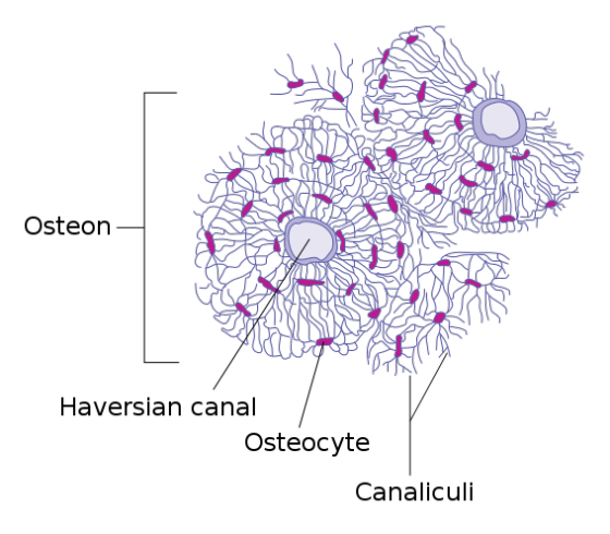 Osteon Haversian canal Osteocyte Canaliculi