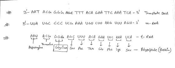 # 3- AAT ACG GGG AGE TTT ACA GAA TTC AAA TCA - 5 Template DNA # 5-VUA UGC CCC UCG AAA UGU CUU AAG UUU AGU- 3 m-RNA # AAU A