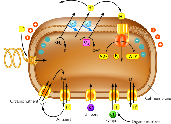 100 00000000000 0000000000 RH2 OH- ADP + Pi ATP 10 * N Cell membrane Organic nutrient Nat Uniport Antiport Symport - Organic