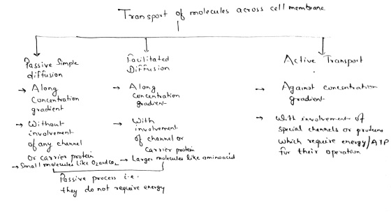 Transport of molecules across cell membrane facilitated Diffusion Active Transport Passive simple diffusion » Along concentra
