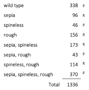 wild type 338 P 96 R sepia spineless rough 46 P 156 R 173 R 43 P sepia, spineless sepia, rough spineless, rough sepia, spinel