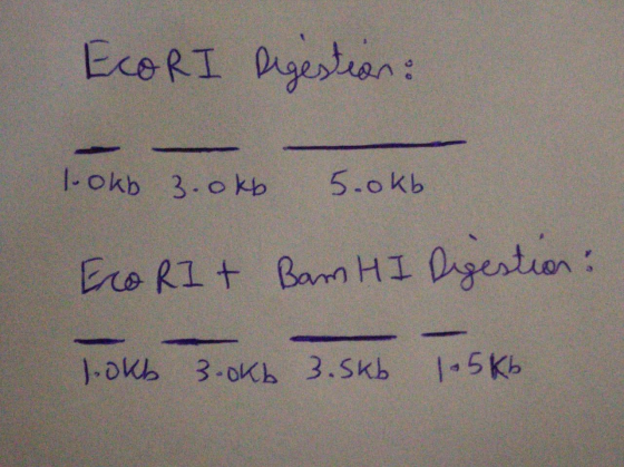 EcoRI Digestion: 1. okb 3.0kb 5.okb EcoRI + Bar HI Digestion: lookb 3.0kb 3.5kb 1-5 kb