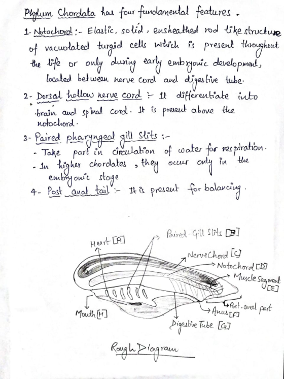 Phylum Chordata has four fundamental features - 1- Nołochord :- Elastic, solid, ensheathed rod like structure of vacuolated t