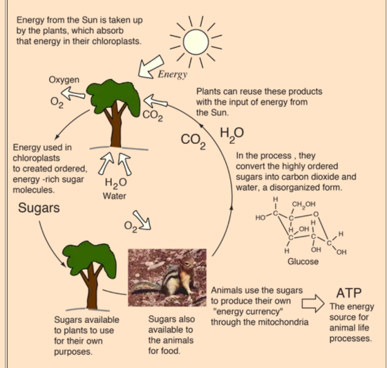 Energy from the Sun is taken up by the plants, which absorb that energy in their chloroplasts. Energy Oxygen Plants can reuse