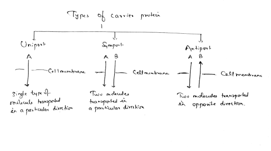 Types of carrier protein -1 Unipoot dysport Antiport A B 5 -Cellmembrane - Cell membrane Cell membrana : single type of soole
