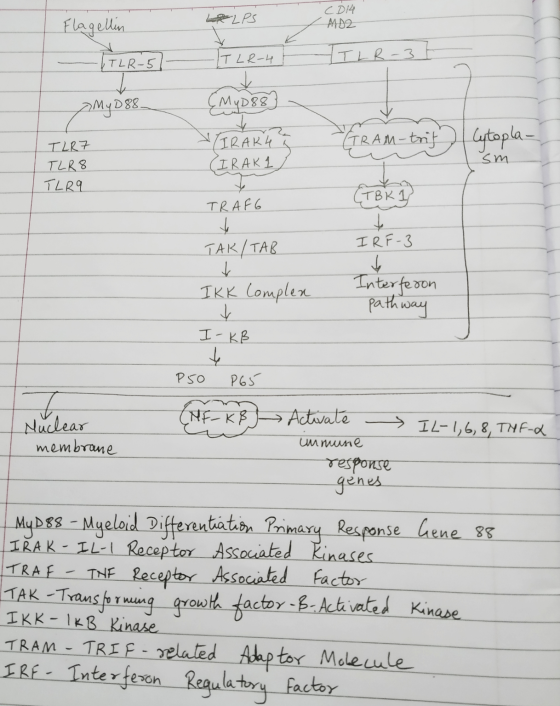 LPS Flagellin CD14 MDZ ITLR-5 IT LR-4 HTLR-3 A My D88_ (MyD88} GRAM-trif TLR7 TLR 8 IRAKK CIRAK 1 Cytopla- sm TLRY (TBK 1 TRA
