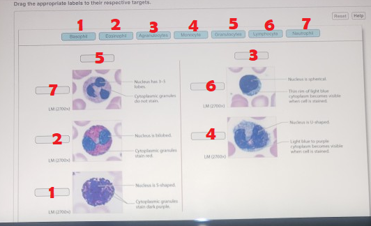 Drag the appropriate labels to their respective targets. Reset Help 1 2 6 7 I Basophil Eosinochi nonnulocytos momento Grandoc