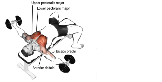 Upper pectoralis major Lower pectoralis major By Biceps brachii Anterior deltoid