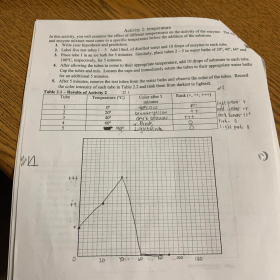 me. The wa Activity 2: temperature In this activity, you will examine the effect of different temperatures on the activity of