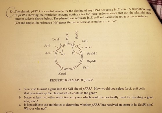 53./The plasmid pFR55 is a useful v cloning of any restriction map of pFR55 s once or twice is s howing the restriction enzyme cutting sites for those endonucleases that cut the plasmid onl hown below. The plasmid can replicate in E. coli and carries the tetracycline resistance (Tc) and ampicillin resistance (Ap) genes for use as selectable markers in E. coli. Xmn Sall PstI Nrul Asel Tc BspMI BspMI RESTRICTION MAP OF pFR55 a. You wish to insert a gene into the Sall site of pFR55. How would you select for E. coli cells b. Name at least two other restriction enzymes which could be practically used for inserting a gene c. Is it possible to use antibiotics to determine whether pFR55 has received an insert in its EcoRI site? that have taken up the plasmid which contains the gene? into pFR55. Why, or why not?