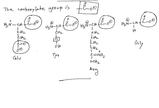The conboxylate group is + A H₂N-ch @ @ CAT Z - - - -- *@y@ N-C14 elte Hz eltz Eith Eltz o e=NH2 Glu Nitz Arg