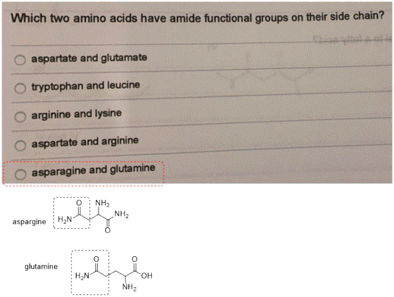 Which two amino acids have amide functional groups on their side chain? aspartate and glutamate tryptophan and leucine O argi