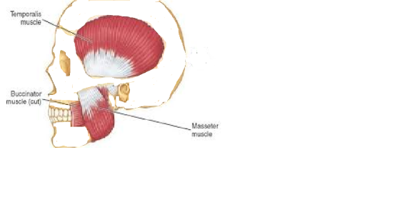 Temporalis muscle Buccinator muscle (aut) Massaler musde