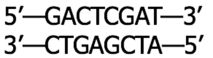 5GACTCGAT—3 3-CTGAGCTA—5