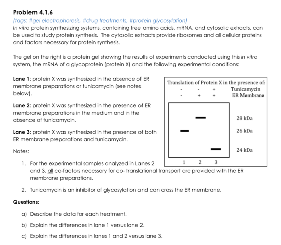 Problem 4.1.6 (tags: #gel electrophoresis, #drug treatments, #protein glycosylation) In vitro protein synthesizing systems, c