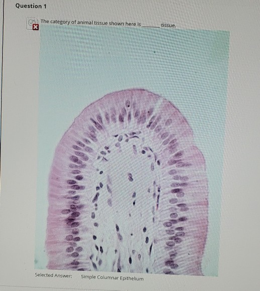 Question 1 The category of animal tissue shown here is tissue. x 5:15 Selected Answer: Simple Columnar Epithelium
