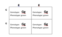 Genotype: Gg Phenotype-green Genotype: Gg Phenotype: green Genotype: Gg Phenotype: green Genotype: Gg Phenotypes green