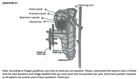 QUESTION 27 Collecting duct Distal tubuleo. Proximal tubule A Bowmans capsule Glomerulus - arterioles branch of renal vein b