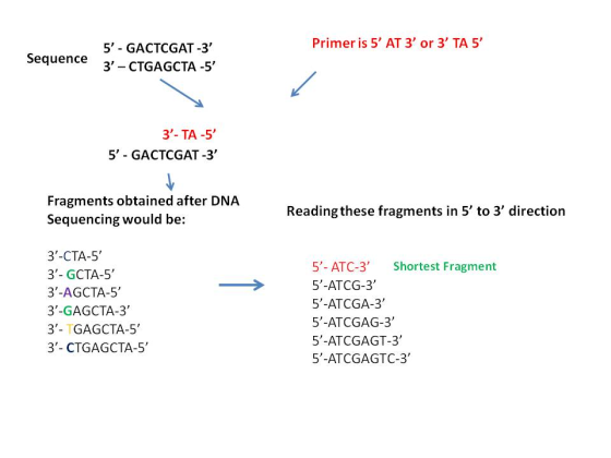 Primer is 5 AT 3 or 3TA 5 Sequence 5 - GACTCGAT-3 3 - CTGAGCTA -5 3- TA-5 5- GACTCGAT -3 Fragments obtained after