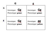 Genotype: Gg Phenotype: green Genotype: Gg Phenotype: green Genotype: Gg Phenotype: green Genotype: gg Phenotype: yellow