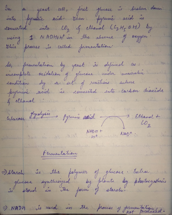In a yeast cell, first glucose in broken down into pyruvic aciol. Then. Pyrune acid us converted into co & ethanol (C ₂ H ₂ O