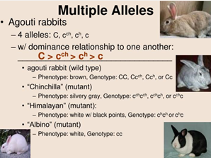Multiple Alleles • Agouti rabbits - 4 alleles: C. ch.ch, -w/ dominance relationship to one another: C> cc> ch>C .agouti rabbi