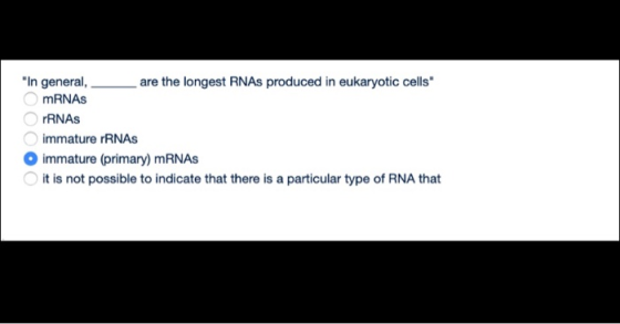 In general, are the longest RNAs produced in eukaryotic cells mRNAS OrRNAS immature rRNAS immature (primary) mRNAS it is no