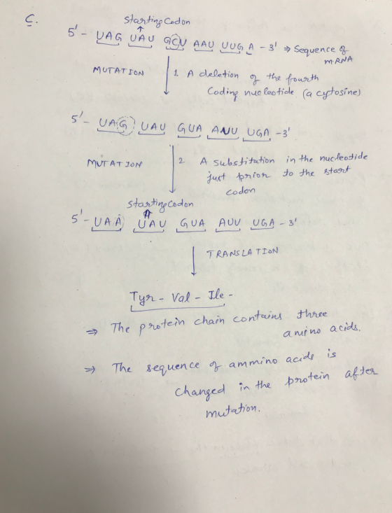 starting codon 5 - UAG UAU GCU AAU UUGA - 3 → Sequence of M-RNA MUTATION 11 A deletion of the fourth Coding nucleotide (acyt